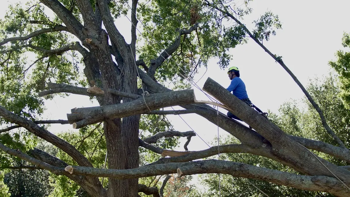 Professional Hazardous Tree Removal performed by certified arborists in Crawfordville