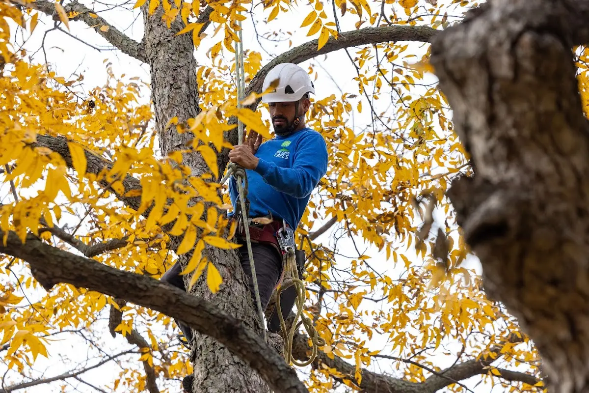 Skilled Tree Pruning crew working in Crawfordville